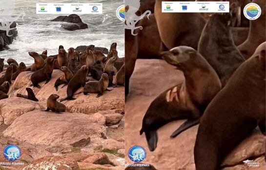 Cientistas avistam no Uruguai lobo-marinho reabilitado em Ubatuba
